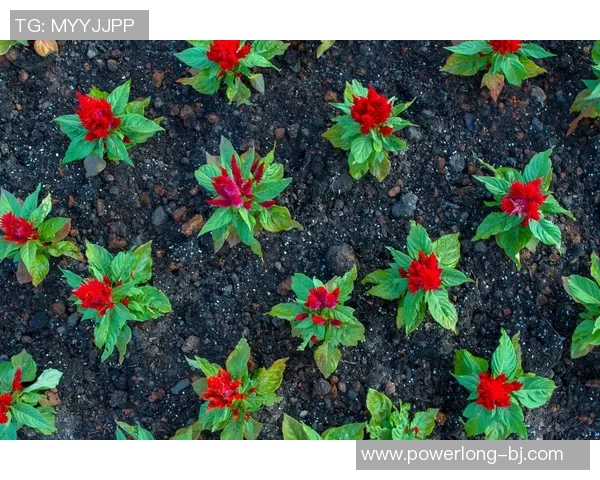 杨丽专访：探寻网球界的成功秘诀与奋斗历程